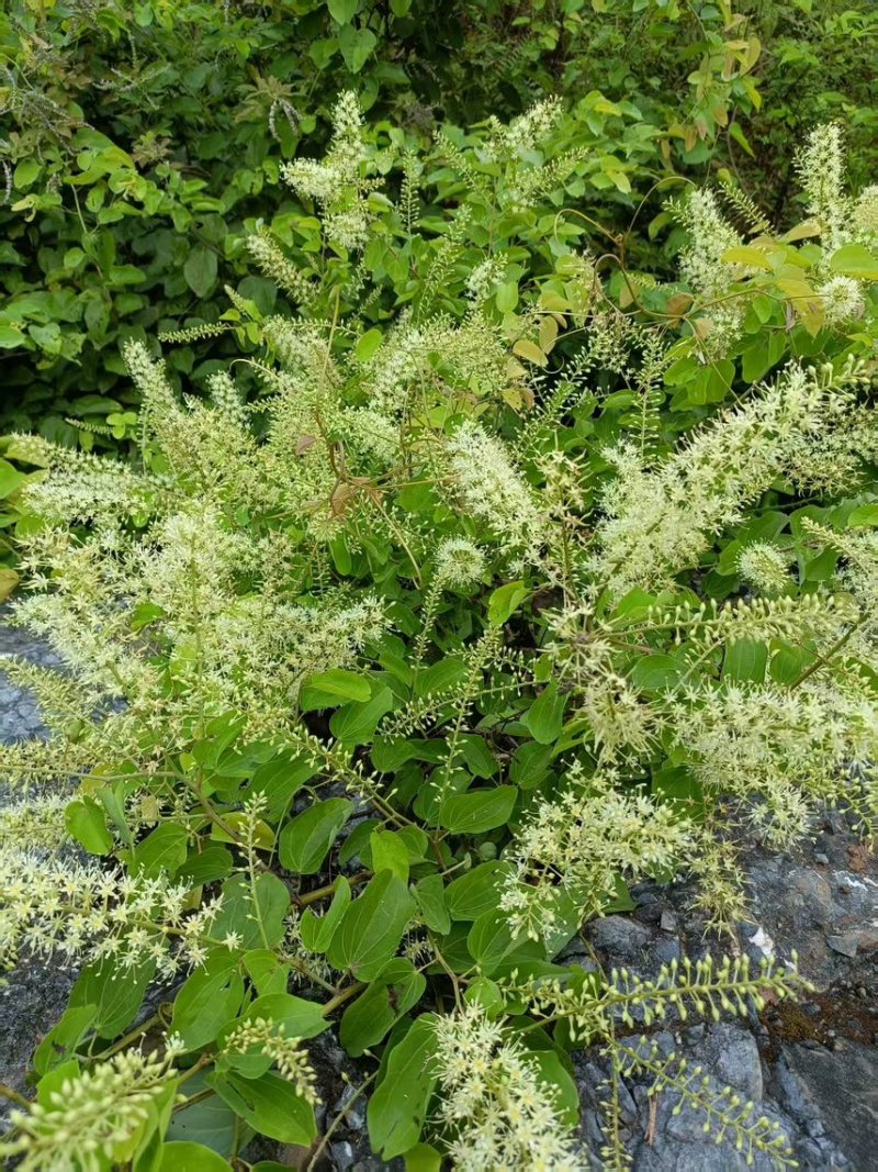 深山野生蜂蜜/九龙滕蜂蜜/广西特色蜂蜜