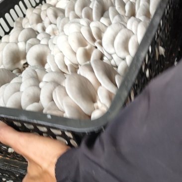 鲜平菇自产自销