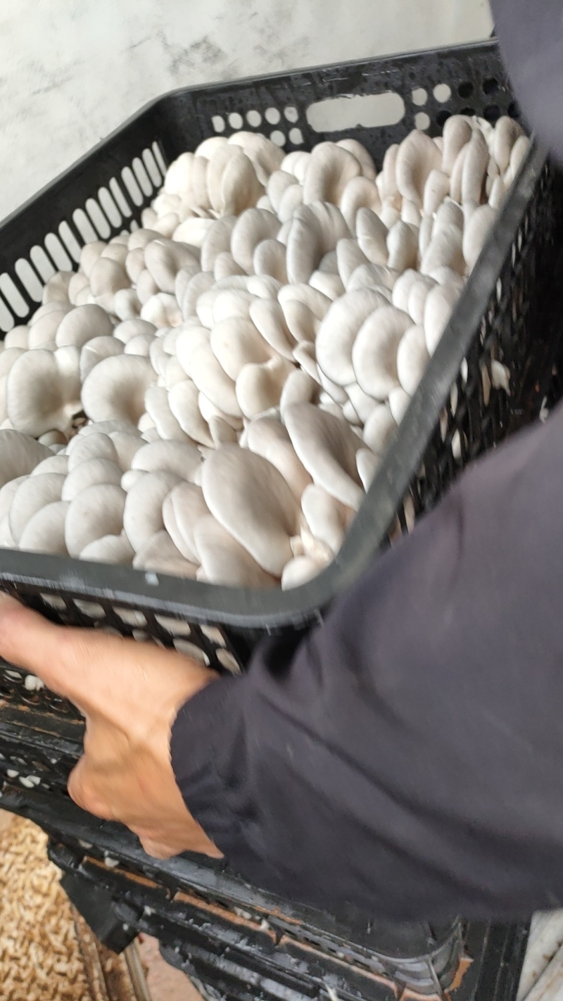 鲜平菇自产自销