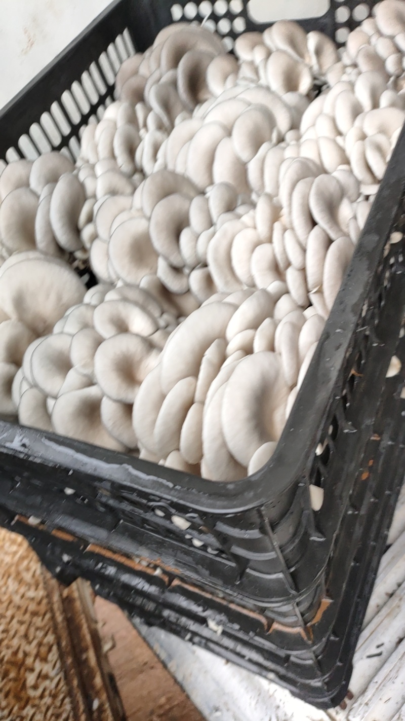 鲜平菇自产自销