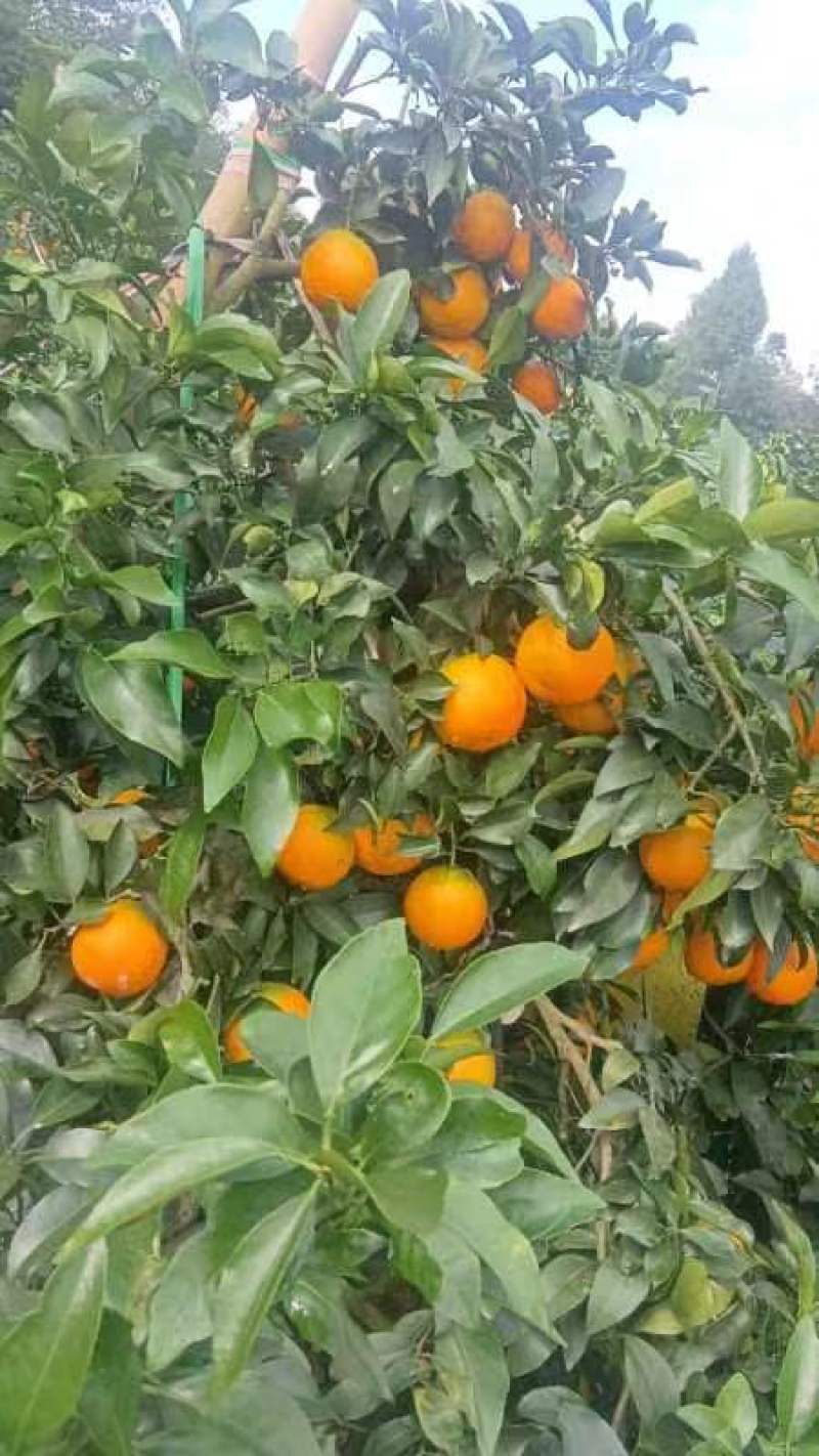 爱媛果冻橙，纯甜化渣，口感细腻，老少皆宜。