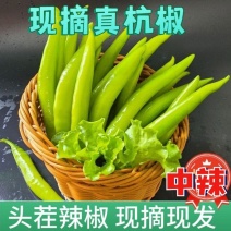 精品新鲜的大杭椒适合各大电商和超市市场质量好品质有保请联