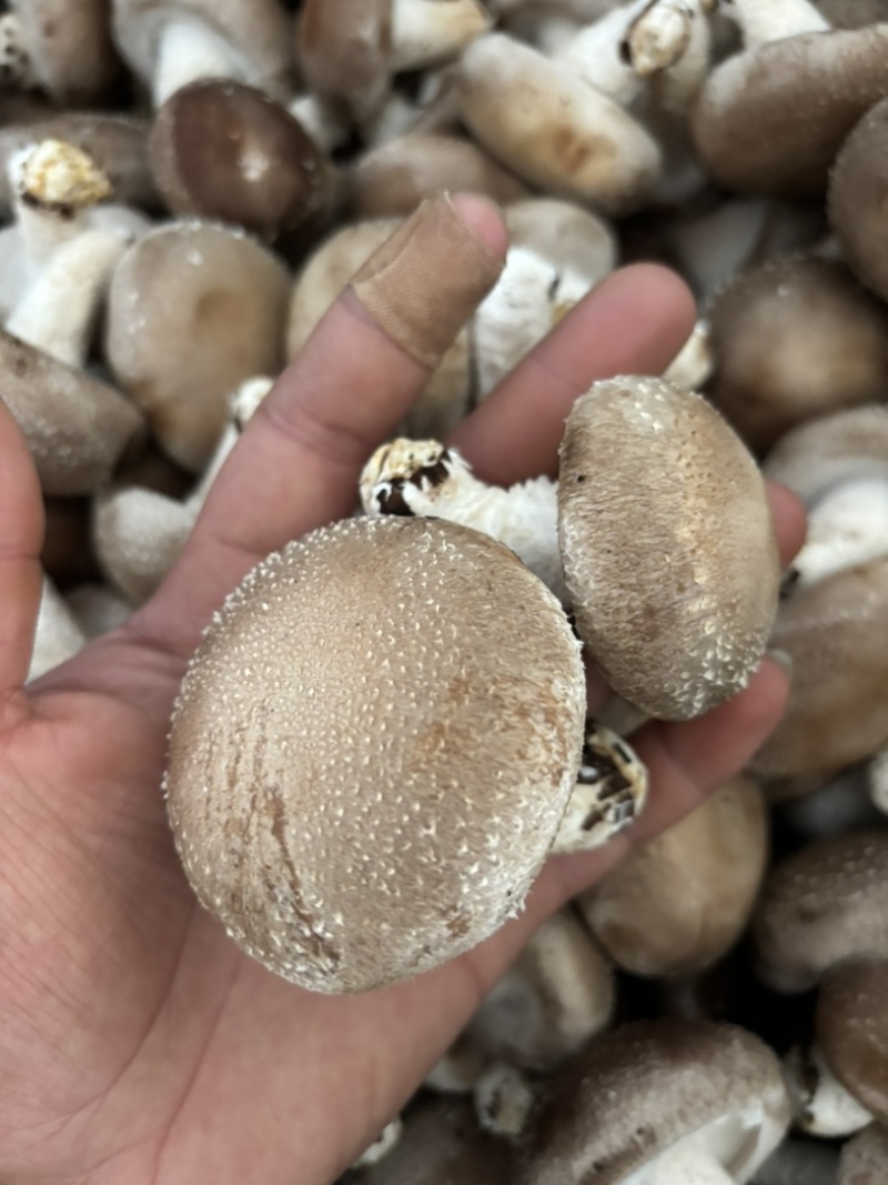 鲜香菇