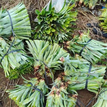 菠萝苗、凤梨苗大量上市，可视频看货，欢迎下单