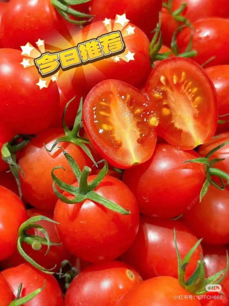 圣女果产地，坐标山东聊城市莘县