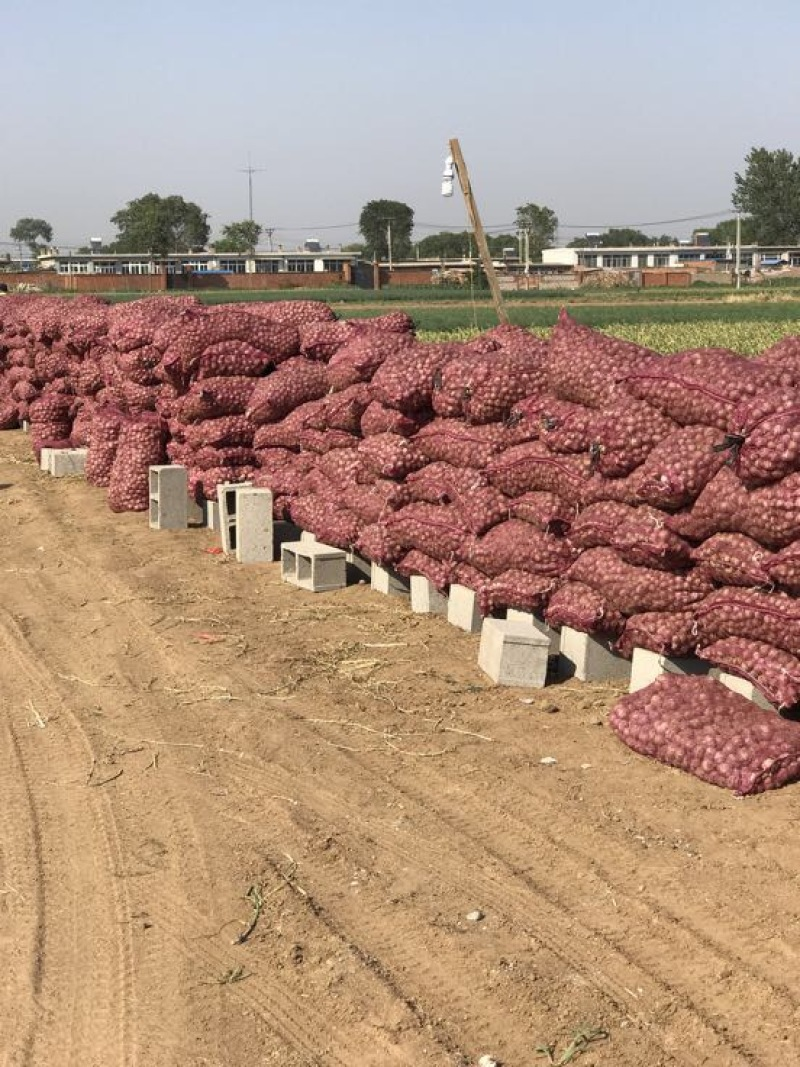 辽宁独头蒜基地一手货源大量供应可视频看货量大价优