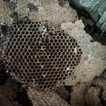 山蜂房小眼软的