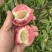 中桃24号桃树苗.血桃树苗.签约合同，假一赔十，