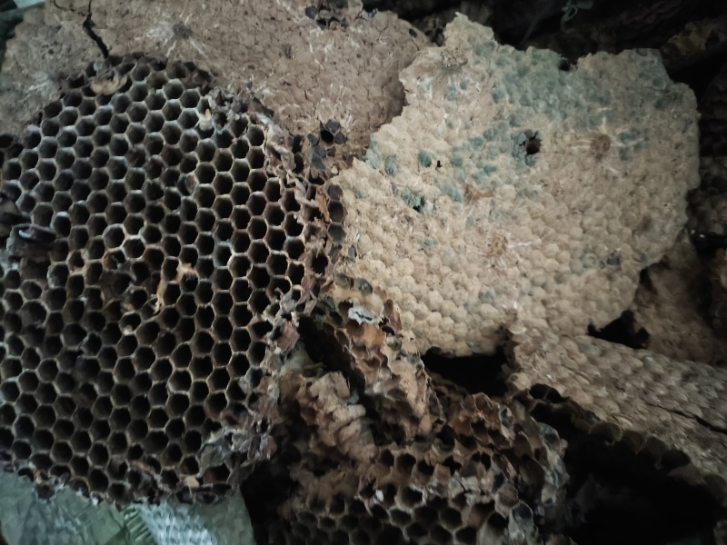 山蜂房小眼软的