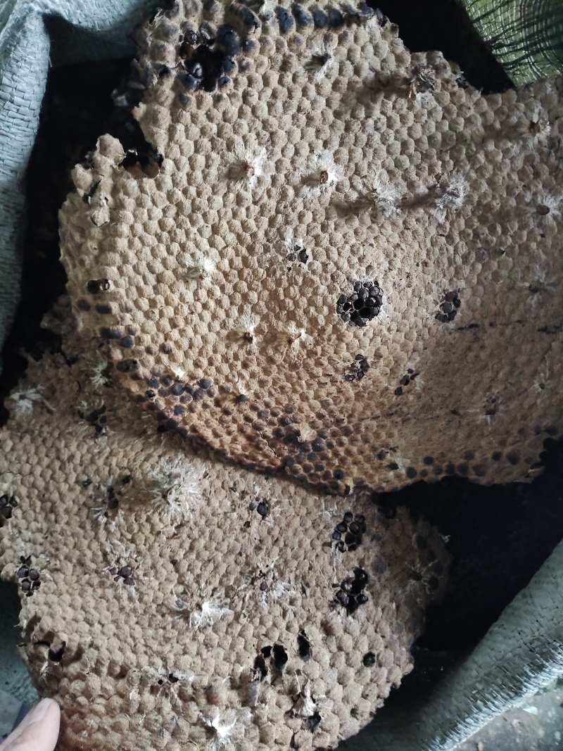 山蜂房小眼软的