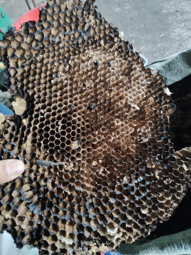 山蜂房小眼软的