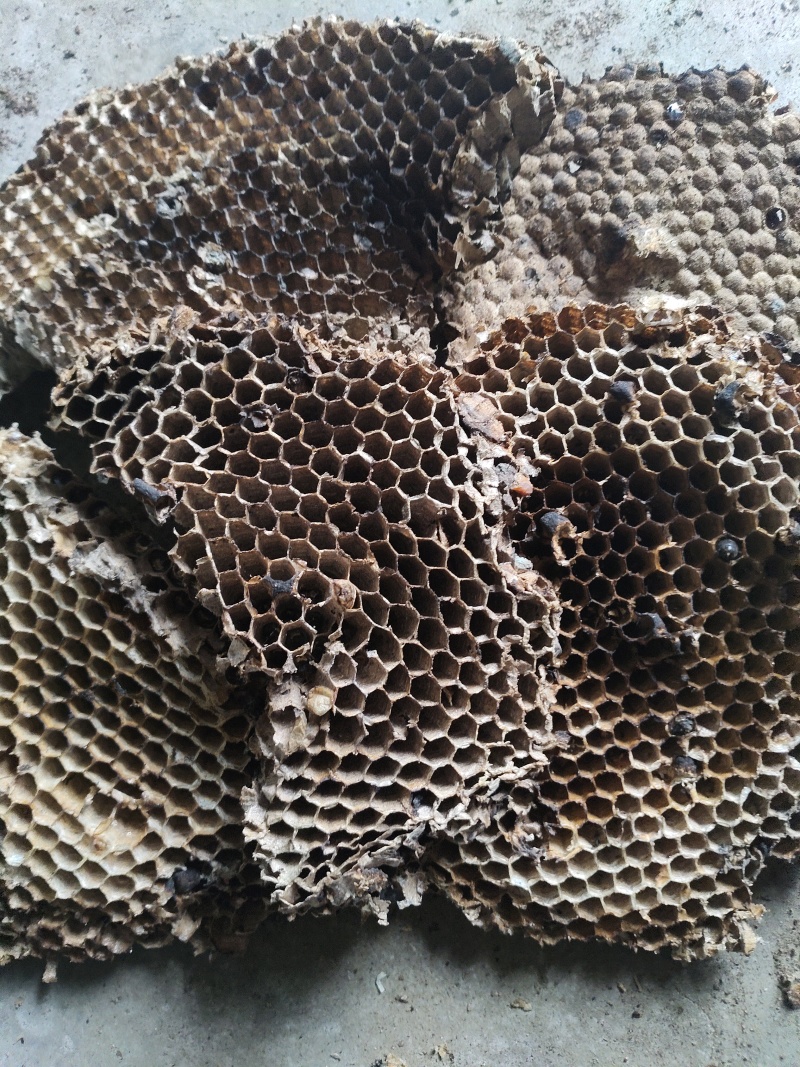 山蜂房小眼软的