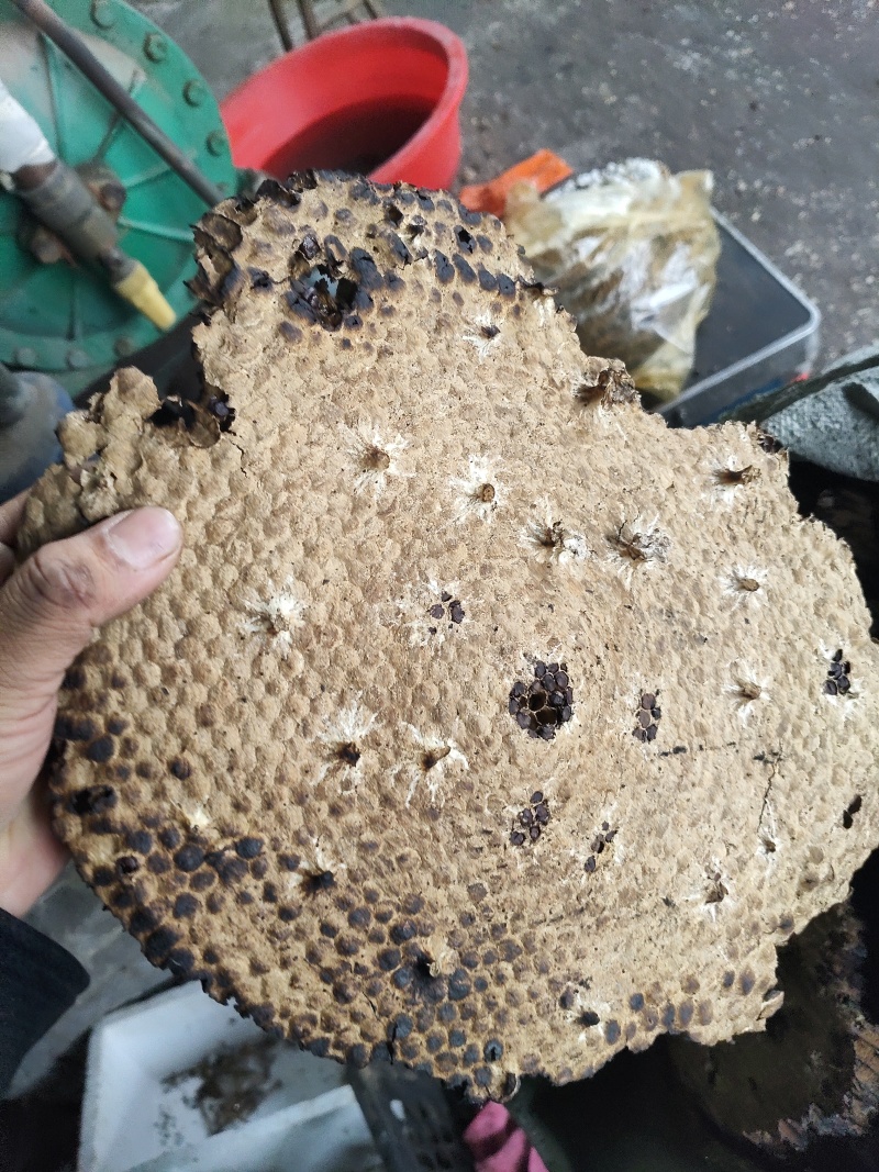 山蜂房小眼软的
