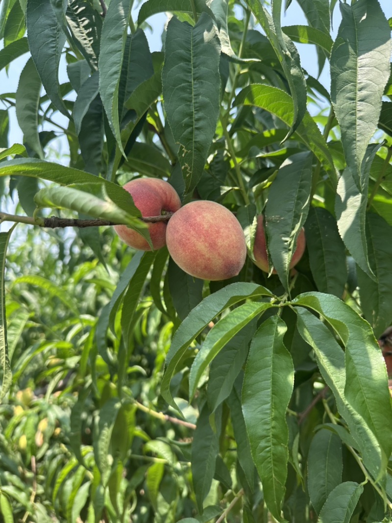中桃25号桃树苗.血桃苗.基地直发.品质保证假一赔十