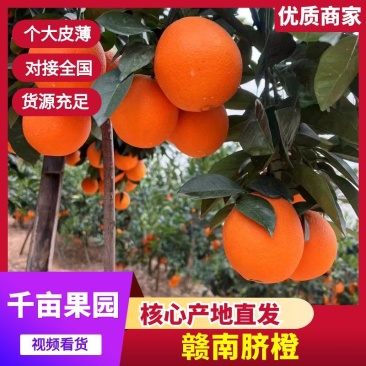 【千亩果园】整车批发赣南脐橙产地直装/欢迎电话洽谈
