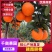 【千亩果园】整车批发赣南脐橙产地直装/欢迎电话洽谈