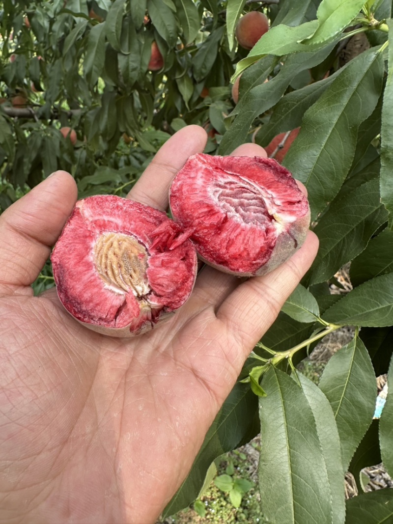 中桃25号桃树苗.血桃苗.基地直发.品质保证假一赔十