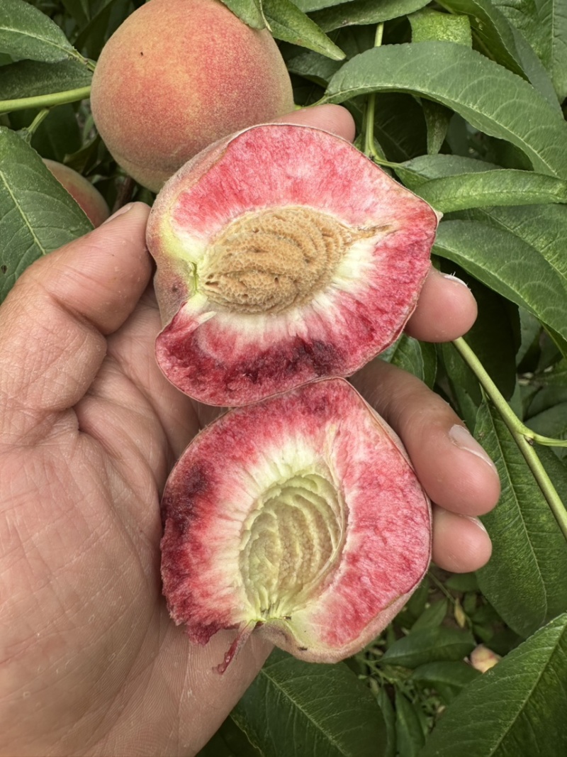 中桃25号桃树苗.血桃苗.基地直发.品质保证假一赔十