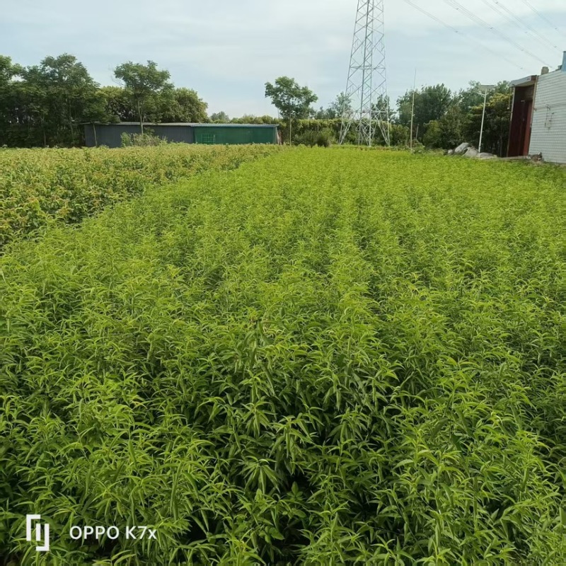 中桃25号桃树苗.血桃苗.基地直发.品质保证假一赔十