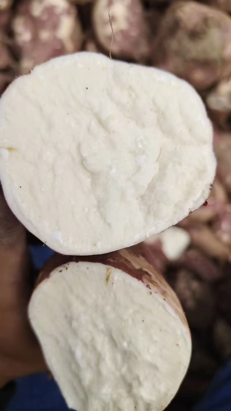 商薯19，淀粉薯，一手货源，加工好货