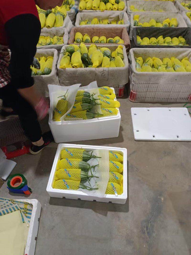 【推荐]博洋72甜瓜博洋61蜜园十八甜瓜产地量大口感好