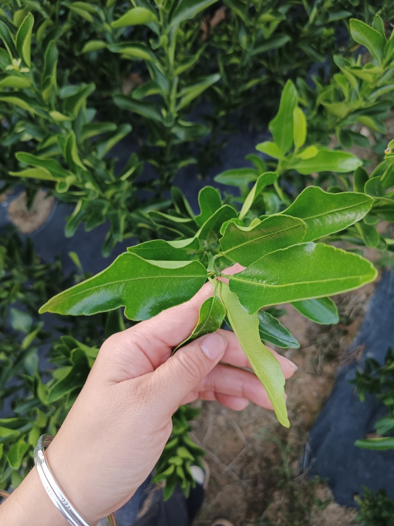 椪柑苗，都是当年苗，数量不多