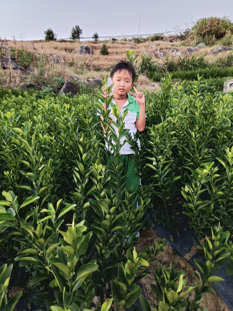 椪柑苗，都是当年苗，数量不多