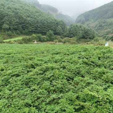 全网低价***当归现货秒发新鲜上市