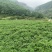 全网低价***当归现货秒发新鲜上市