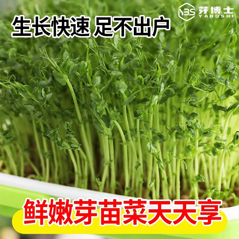 豌豆芽苗，活体销售新鲜易存活，脆嫩爽口，可视频看货