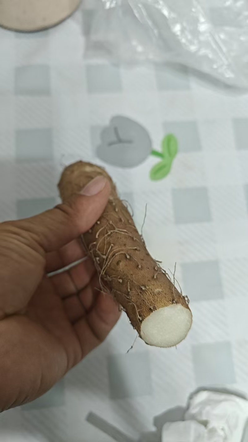 长山药大量出售