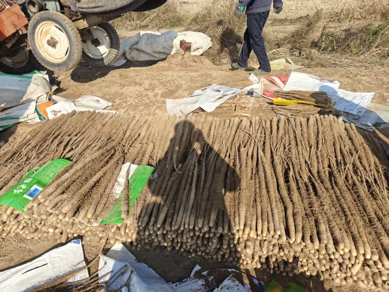 长山药大量出售