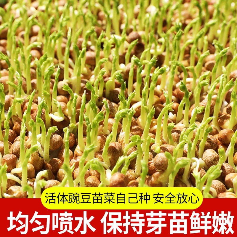 豌豆芽苗，新鲜嫩芽，脆嫩爽口，现摘现吃/量大价优