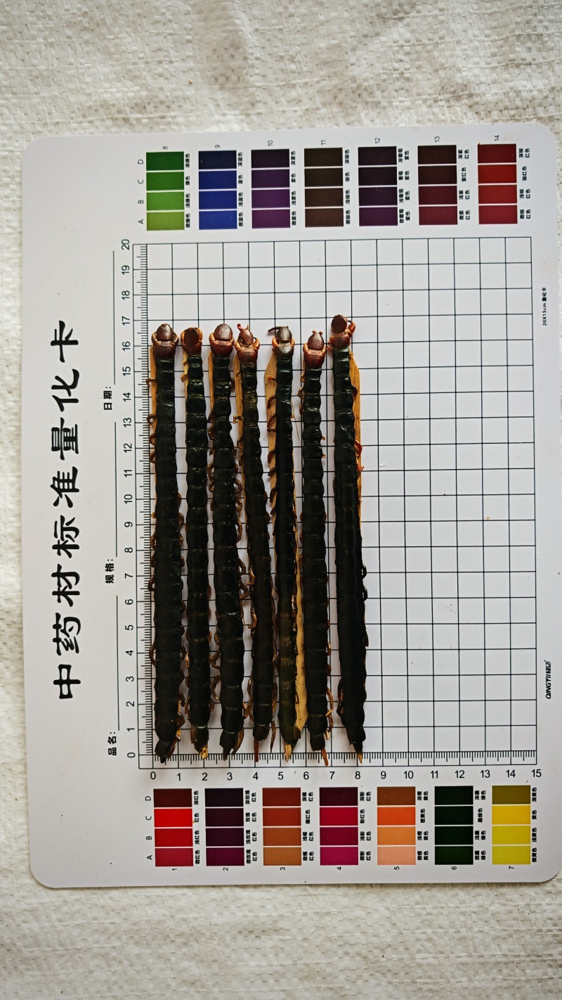 蜈蚣，各种规格！无接条！一手货源！批发量大可优惠！