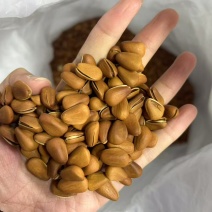 东北红松子电商精品一手货源，品质保障欢迎来电咨！