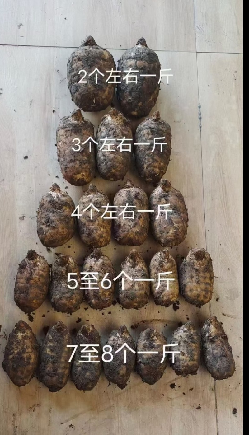 小草坝正宗天麻