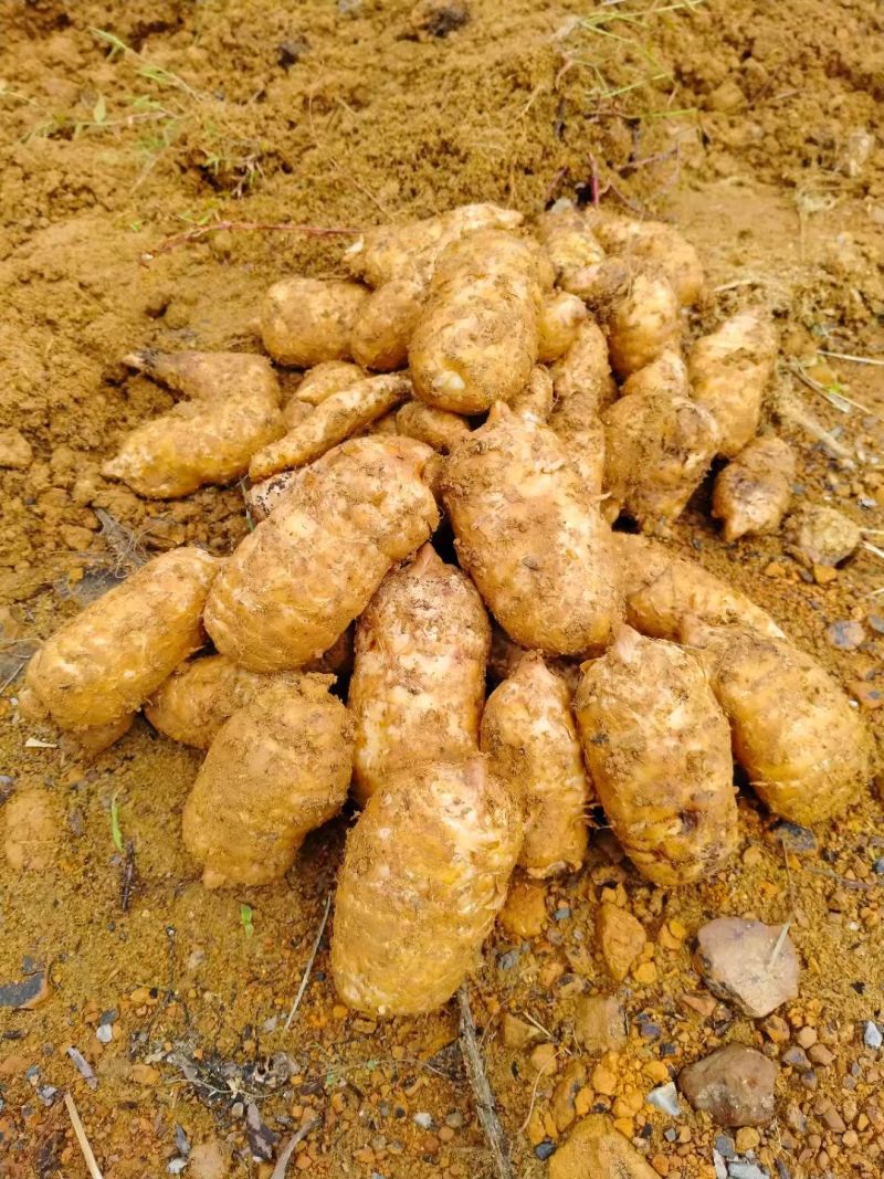小草坝正宗天麻