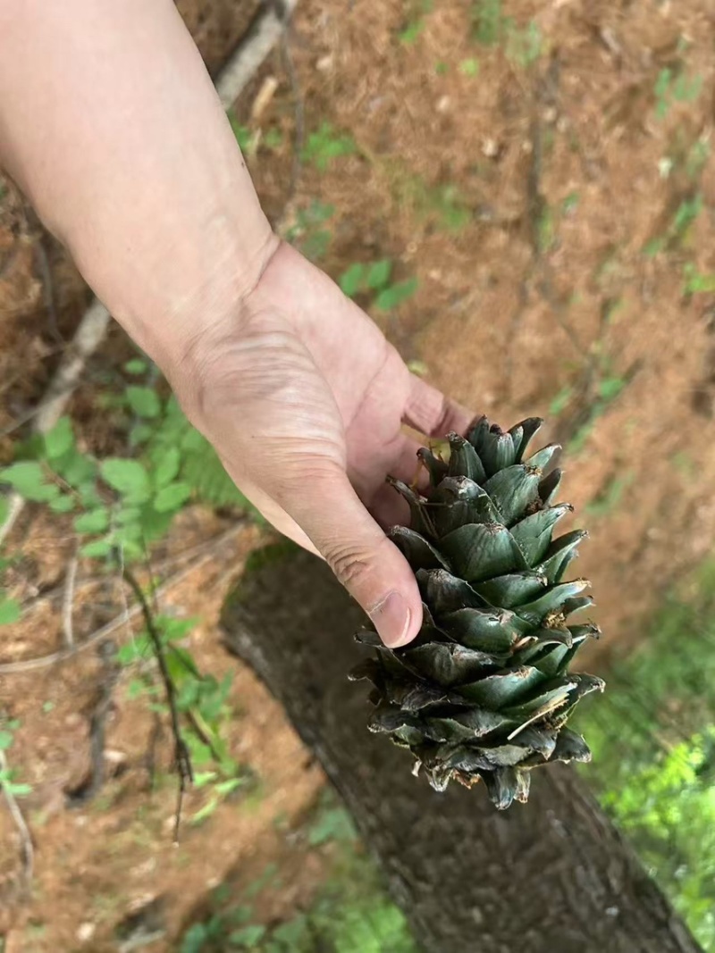 吉林红松子无空壳一手货源，品质保障支持视频看货欢迎