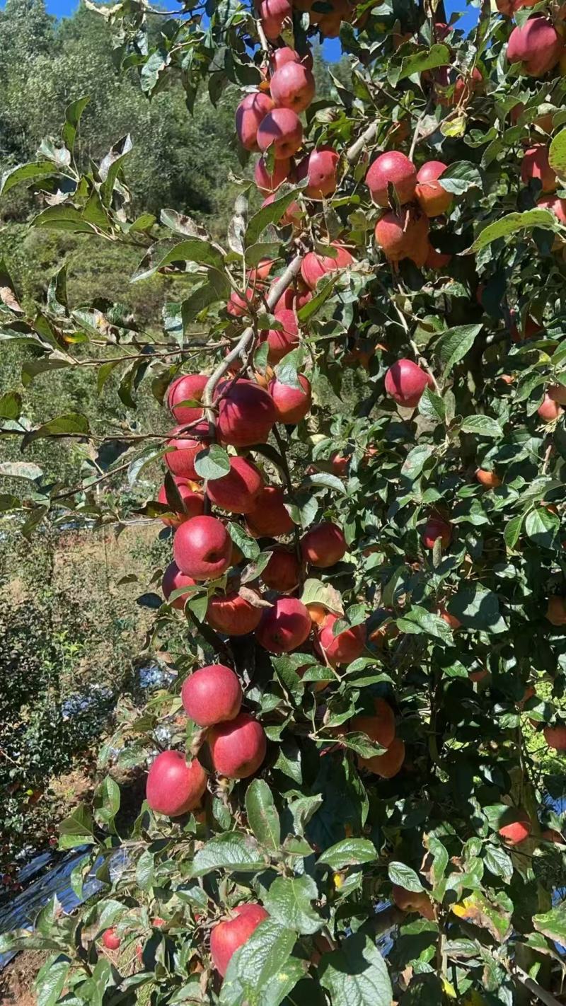 云南省昭通市昭阳区特产基地直供，新世纪苹果量大从优
