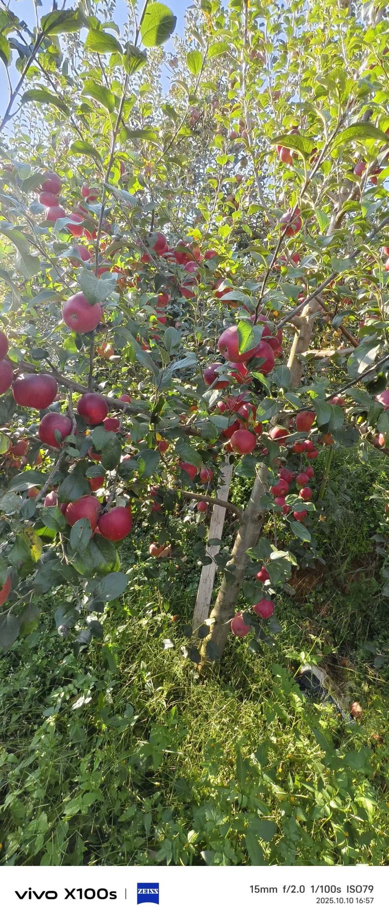 云南省昭通市昭阳区特产基地直供，新世纪苹果量大从优