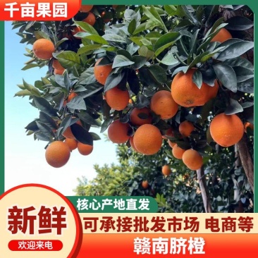 【千亩果园】20斤赣南脐橙一件代发日发3000单