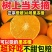 电商一件代发四川爱媛果冻橙全黄发货品质保证