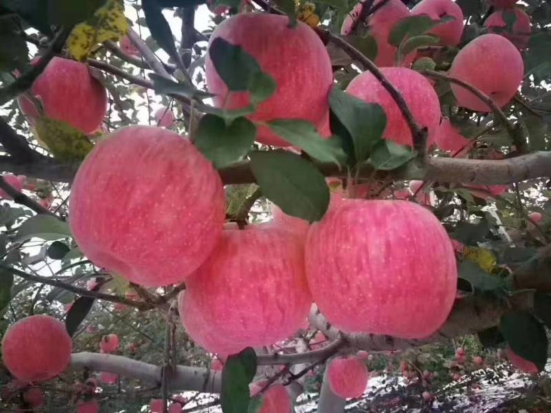 陕西延安宜川苹果