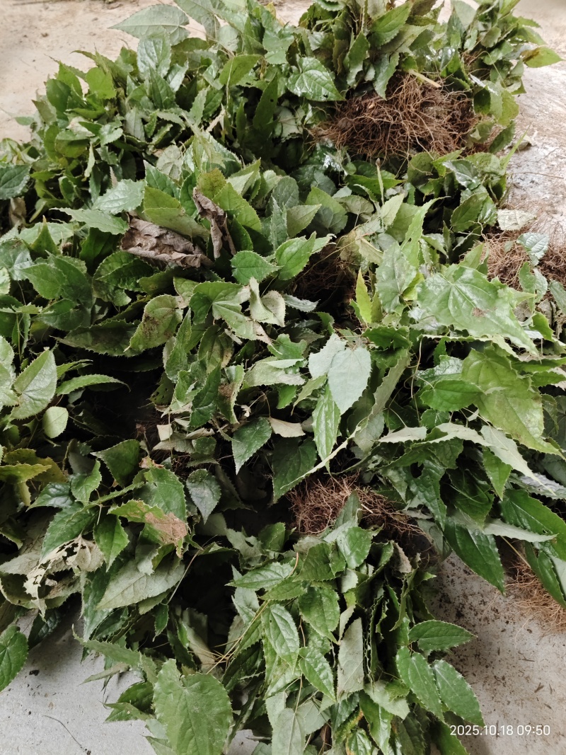 淫羊藿苗柔毛淫羊藿种苗优质柔毛品种甘肃陇南产地直发