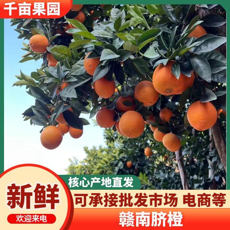 20斤赣南脐橙千亩果园核心产区基地直供