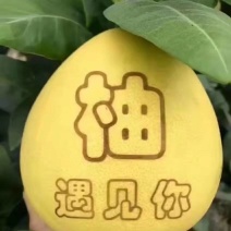 广西阳朔沙田柚