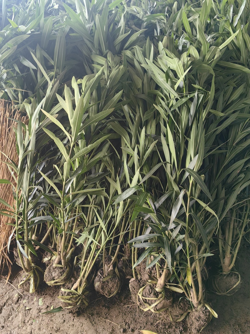 夹竹桃地栽盆栽绿篱造景效果