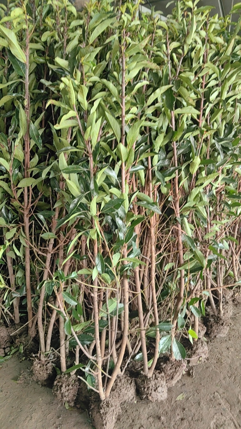 法青地栽盆栽绿篱造景南北方美化