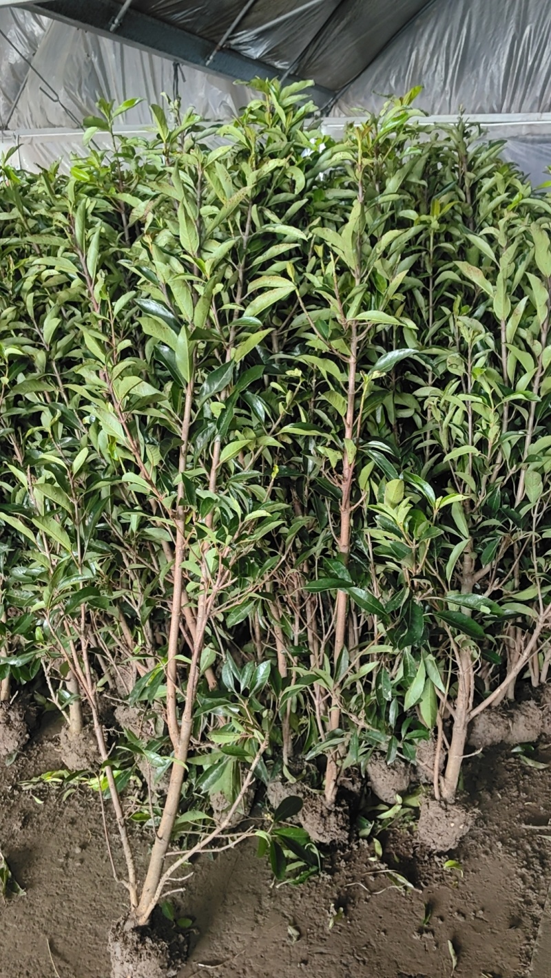 法青地栽盆栽绿篱造景南北方美化