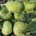 精品苤蓝，一手货源，产地直发，欢迎客户采购，可视频看货。